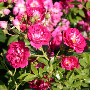 Les fleurs rose pâles au parfum fruité donnant un agréable contraste avec son feuillage vert.
